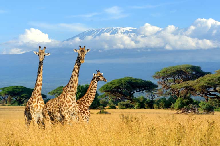 Kenya--768-×-512-px